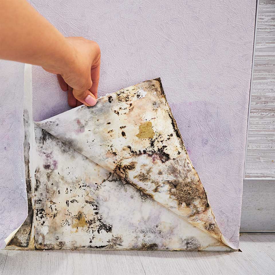 Can You Claim Compensation for Mould in a Council House?